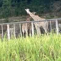 チームロゴ